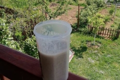 smoothie19